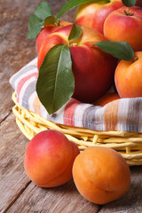 Fresh nectarines and apricots in a basket closeup vertical