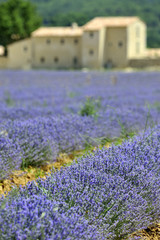 Fototapeta premium lavender field