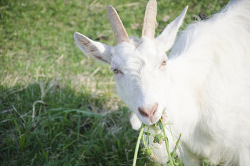 Goat eating grass