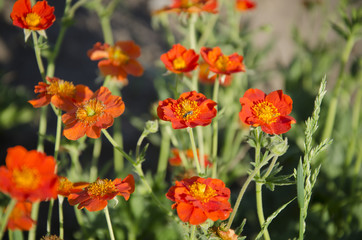 Orange Flowers