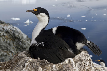 Fototapeta na wymiar Antarctic blue-eyed cormorant which incubates the clutch on the