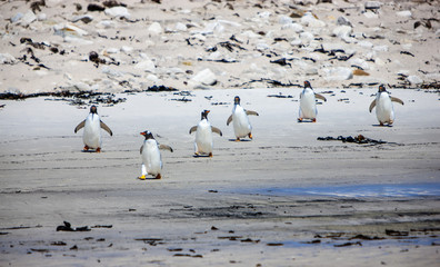 Six Gento Penguin on the  beach