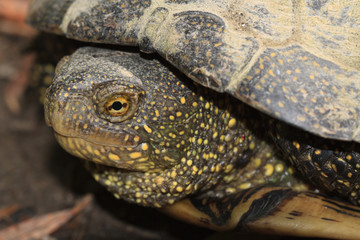 spotted freshwater turtle close up outdoors