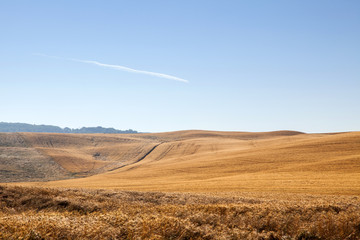 fields of gold