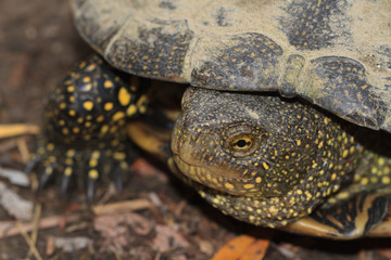 freshwater turtle with yellow spots close up