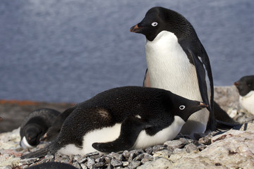 Male and female Adelie penguins at the nest in the colony