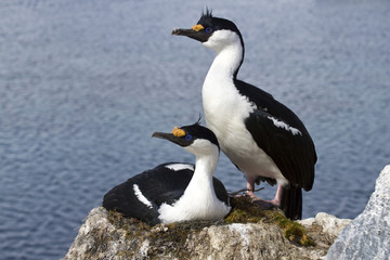 Fototapeta na wymiar Male and female blue-eyed Antarctic shag at the nest in the colo