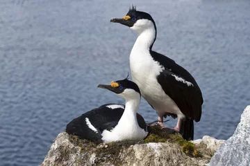Keuken achterwand Zuidpoolgebied Male and female blue-eyed Antarctic shag at the nest in the colo  © Tarpan