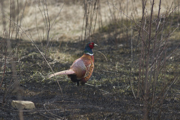male pheasant standing on a burnt lawn in early spring