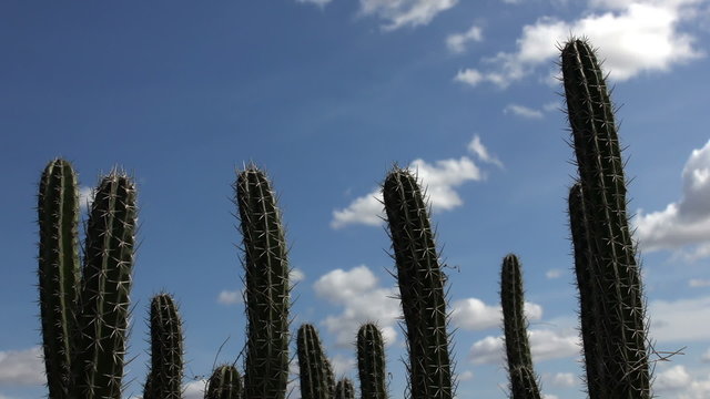 Cactus timelapse 03