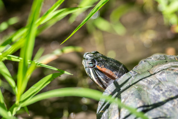 Obraz premium Pond Turtle Close Up