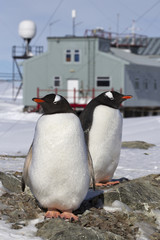 male and female Gentoo penguins at the nest on the background of
