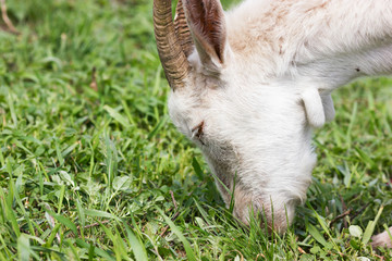 white goat eat grass