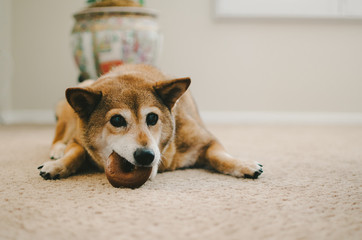 Cute Dog Eating Bagel