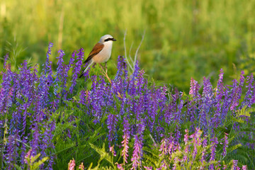 Red-backed shrike on cow vetch