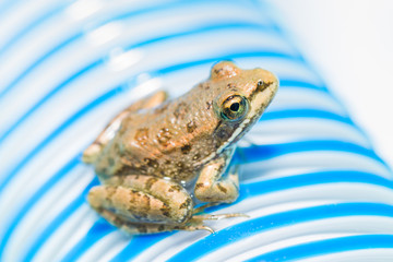 Frog sitting on a blue and white striped tube