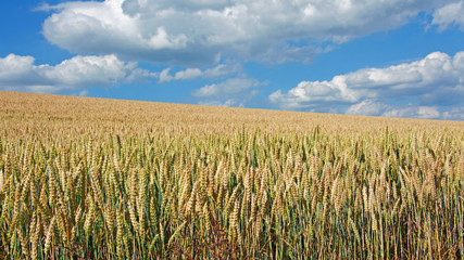 Weizen - Triticum vulgare