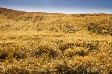 Fototapeta premium fields of gold