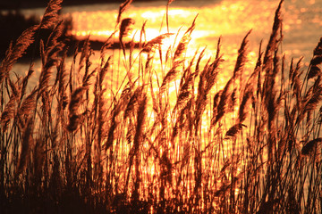 tramonto valli di comacchio delta del po