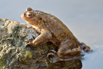 Kröte