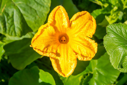 image of yellow pumpkin flower blossom