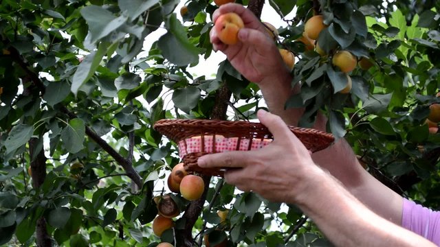 Picking Apricot from the Tree