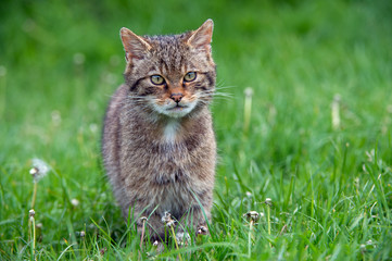 Scottish Wildcat