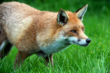 Fox