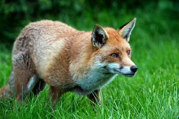 Fox
