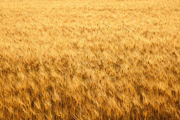 fields of gold