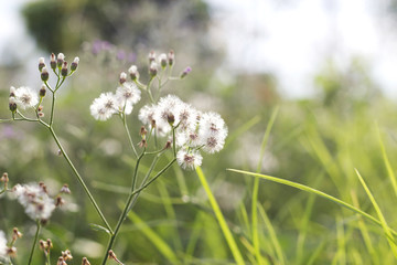 plants dandelions flower