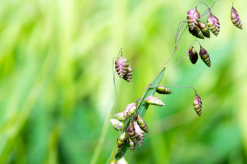 Nature Background Grass