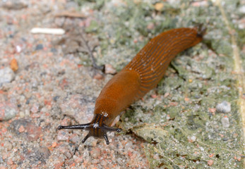 Wegschnecke schaut zur Kamera