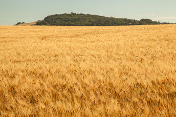 fields of gold