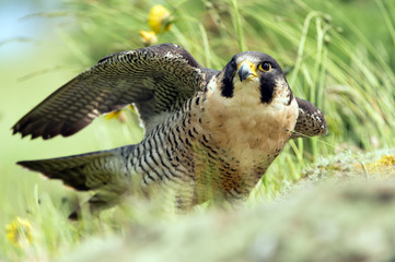 Peregrine Falcon