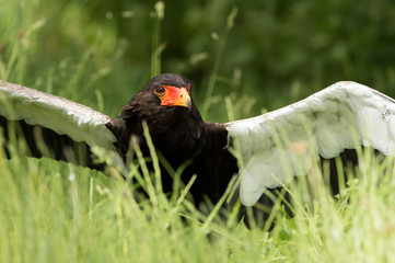 Bateleur Eagle