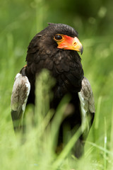 Bateleur Eagle