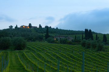 Fototapeta na wymiar Sunrise over vineyards, Tuscany, Italy
