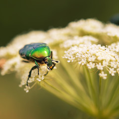 June beetle sitting on a leaf yarrow