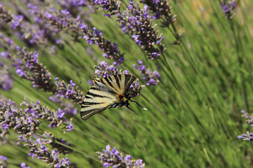 Butterfly on lavender, Papilio machaon