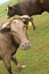 krowa na pastwisku © shutterfil77