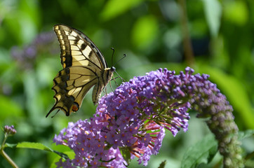 schwalbenschwanz - schmetterling