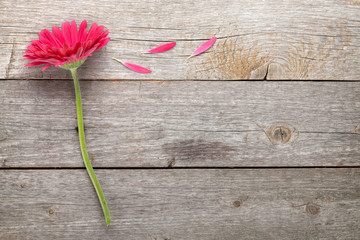 Magenta gerbera flower