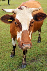 krowa na pastwisku © shutterfil77