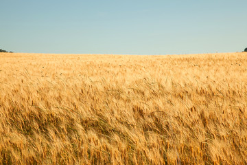 fields of gold