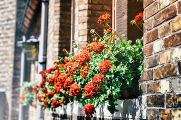 Fototapeta na wymiar Old house decorated with red geranium