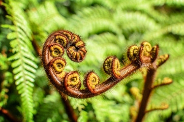 Curled  young leaf of fern. Close-up
