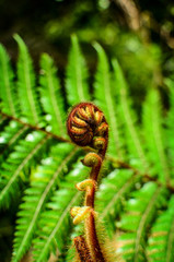 Curled  young leaf of fern. Close-up