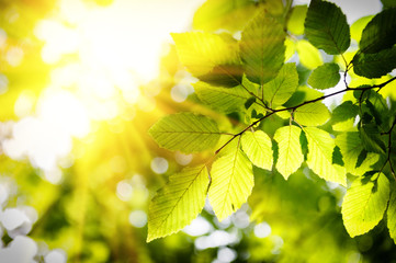 Sunny background with green leaves