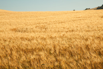 fields of gold